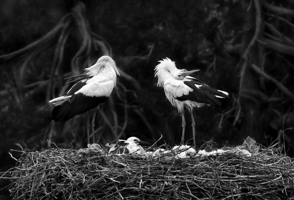 stork family von Ibrahim Canakci