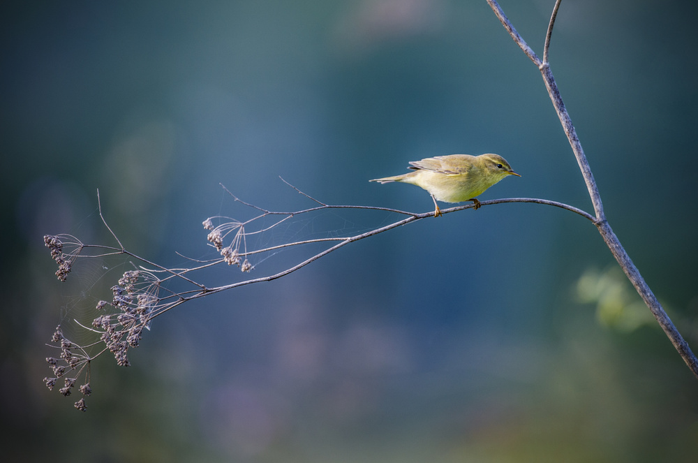 Willow Warbler von Ibrahim Canakci