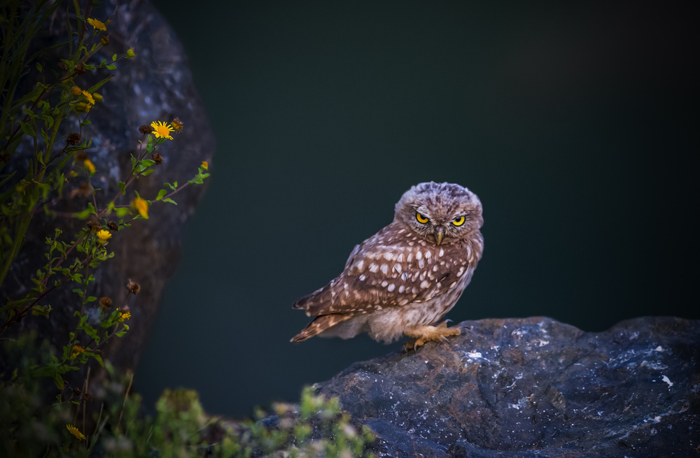 angry owl von Ibrahim Canakci