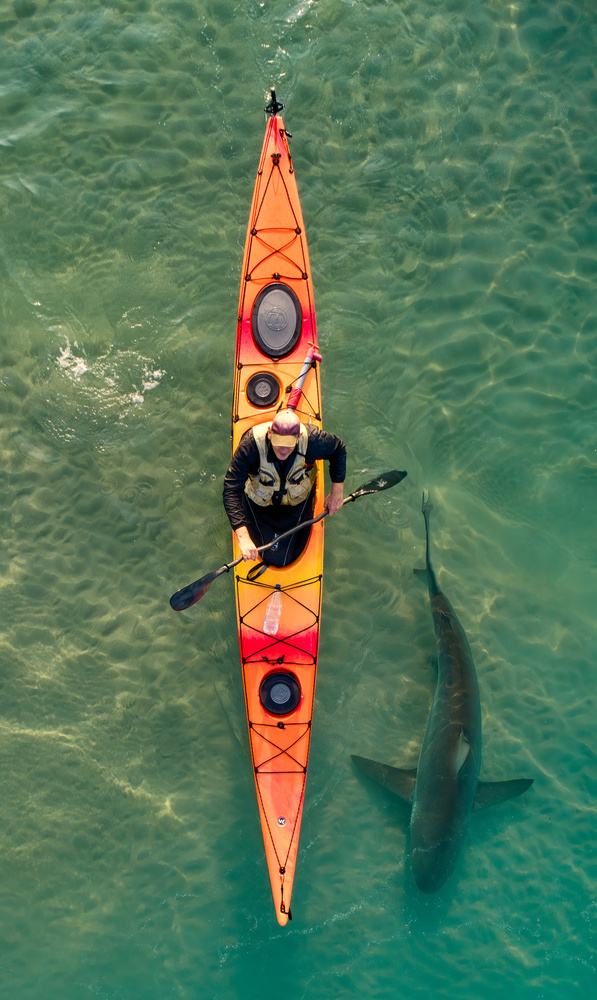 Intimate shark encounter von Ido Meirovich