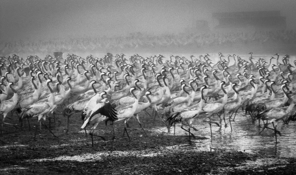 Bird City von Ido Meirovich