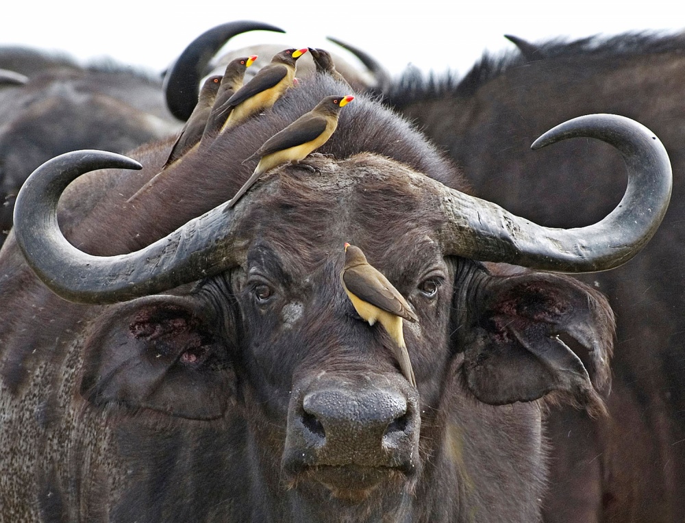 BUFFALO AND OXPECKERS von Ignacio Palacios