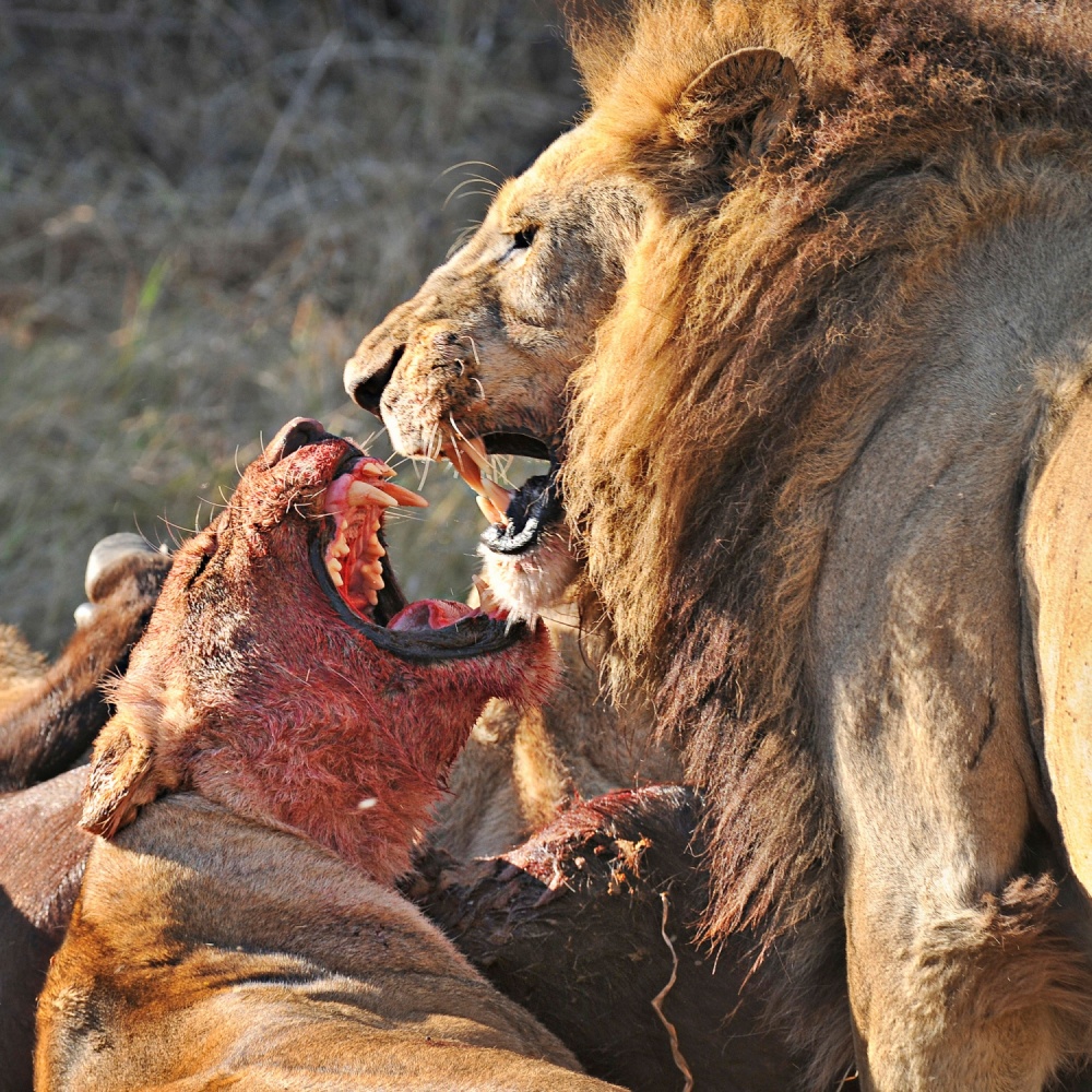 LIONS FIGHT von Ignacio Palacios