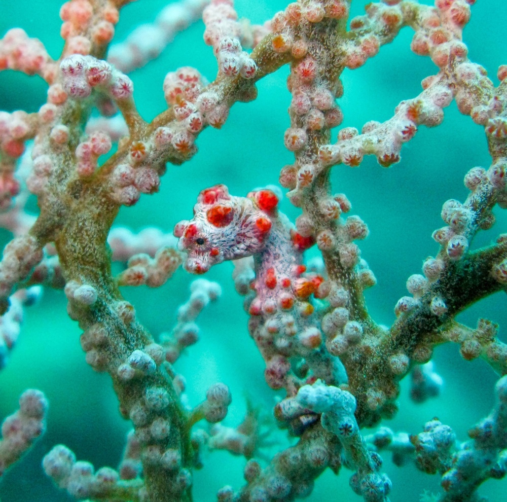 PIGMY SEAHORSE von Ignacio Palacios