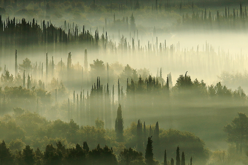 Morning in the Cypress land von Igor Brautovic