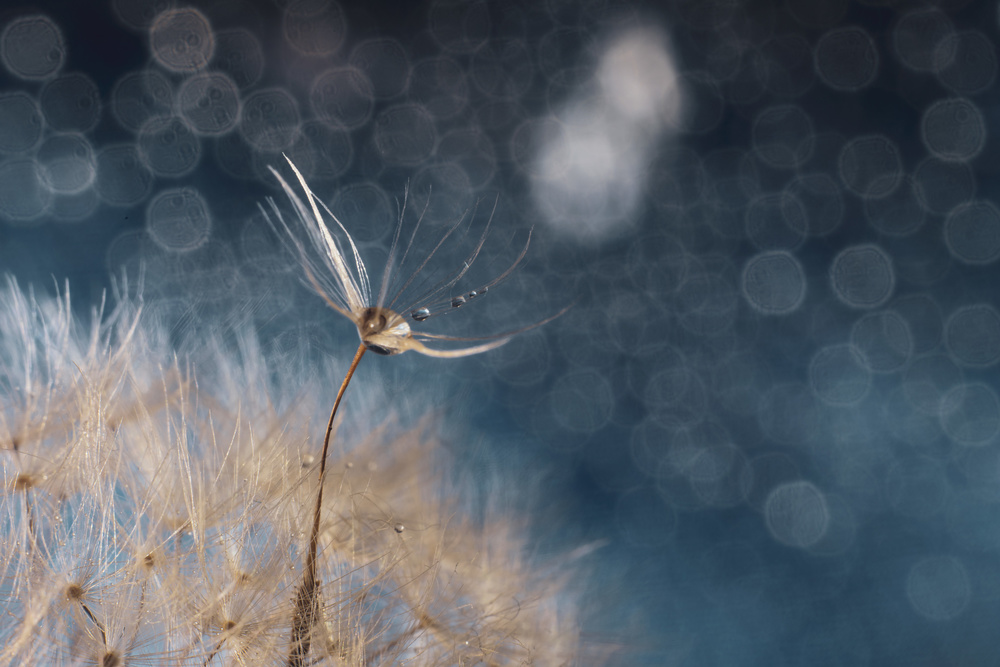 Leaving the spirit von Igor Kopcev