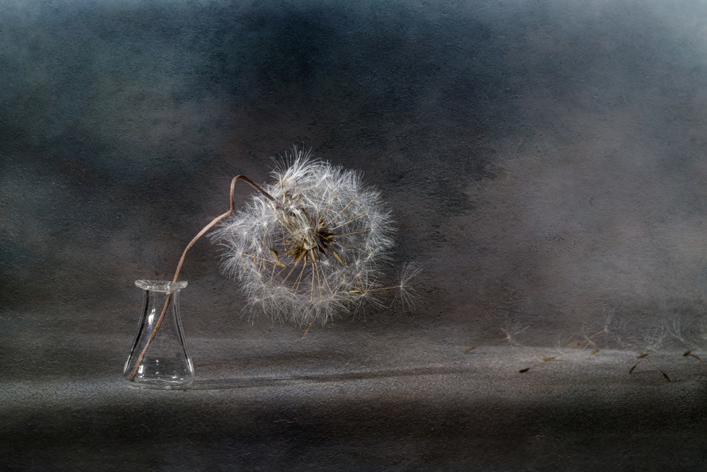 The ballad of the dandelion... von Igor Kopcev