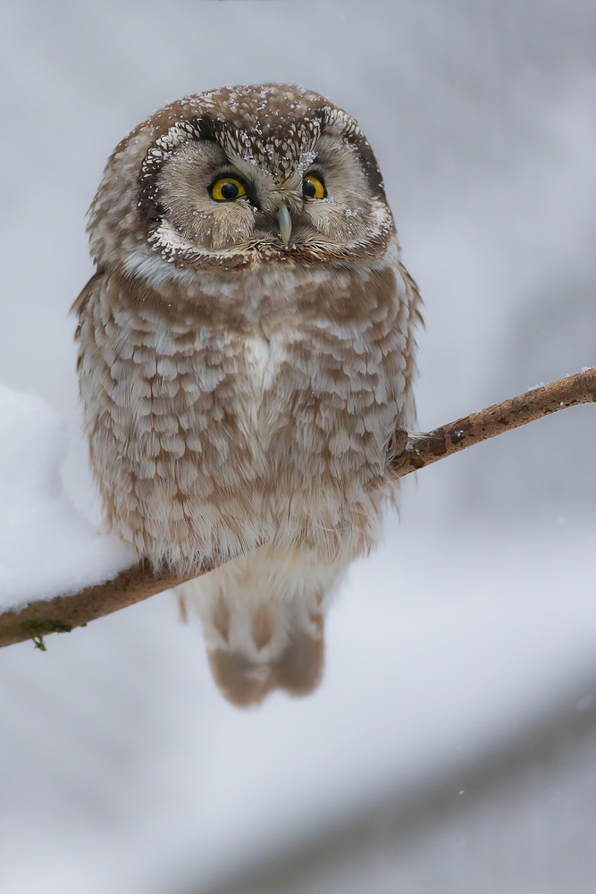 little owl von Igor Rossetto