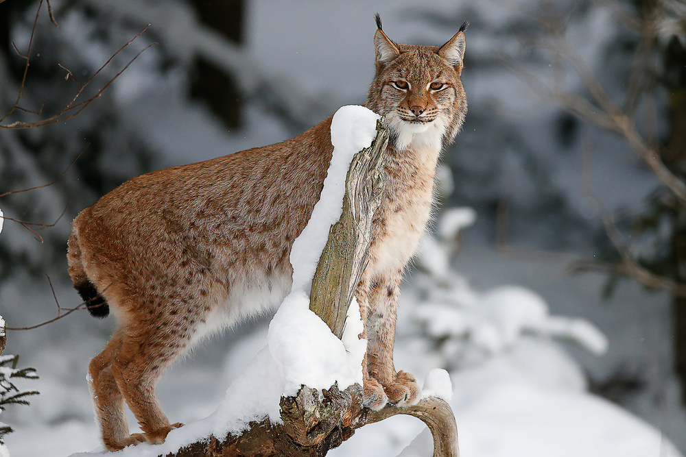 Lynx von Igor Rossetto