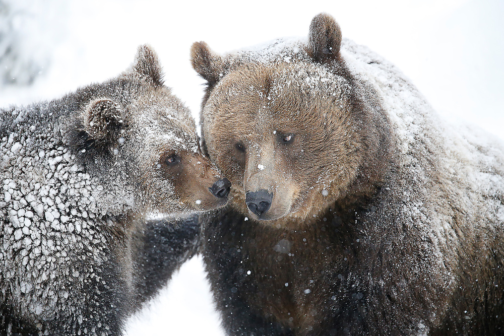 mom and cub von Igor Rossetto