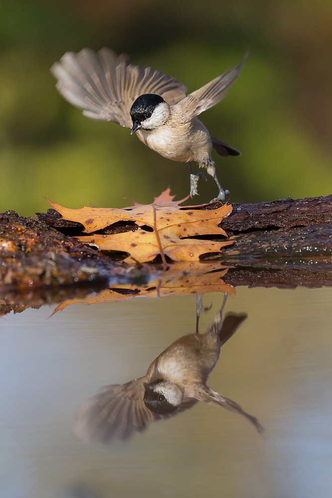 mirror von Igor Rossetto