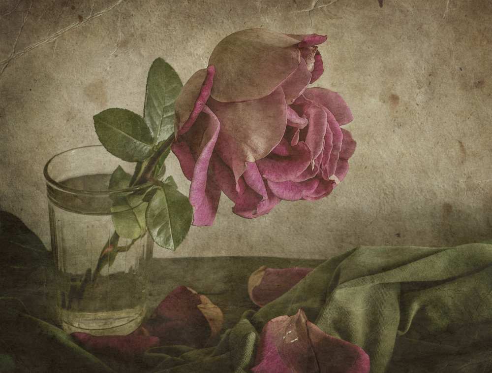 Tear of Rose von Igor Tokarev