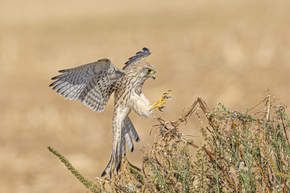 Falco tinnunculus von ilan