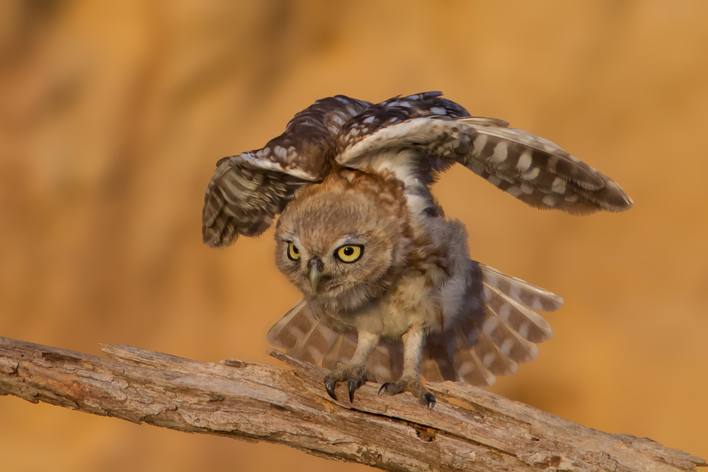 Little Owl von ilan