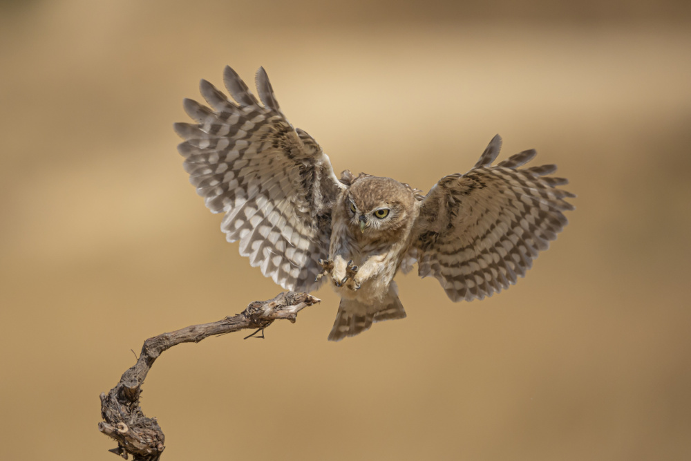 Little Owl von ilan