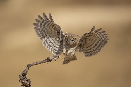 Little Owl