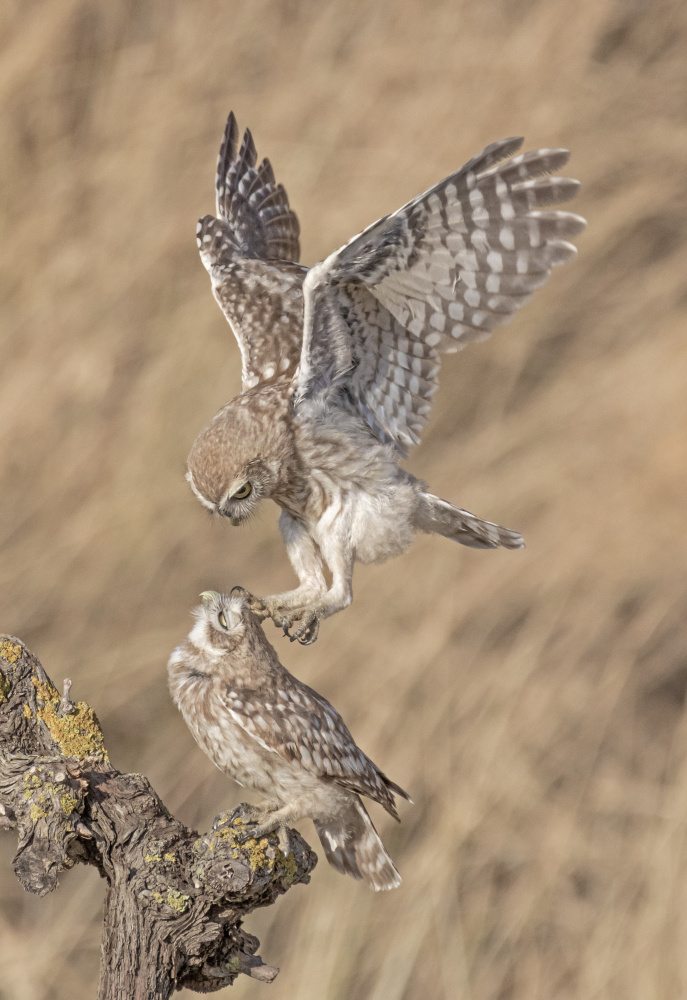 Little Owl von ilan