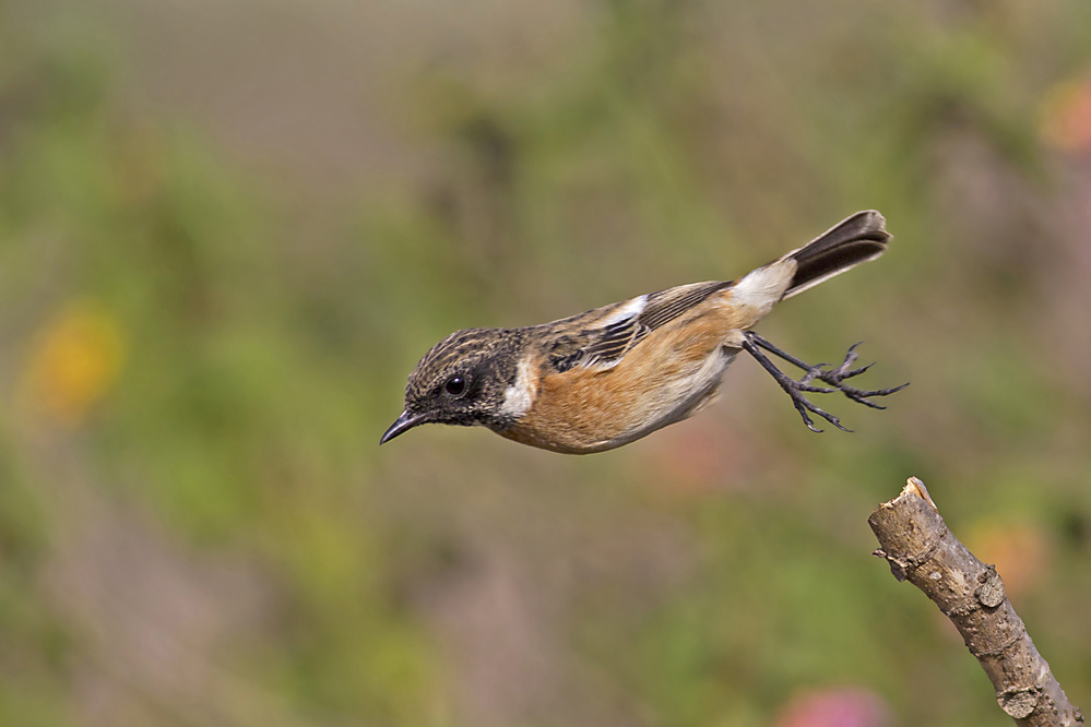 Saxicola rubicola von ilan