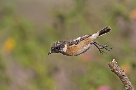 Saxicola rubicola