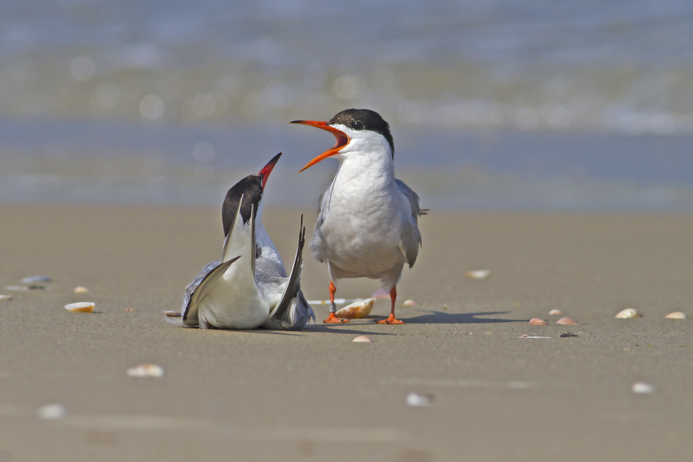 Sterna hirundo von ilan