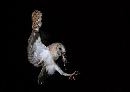 Tyto alba