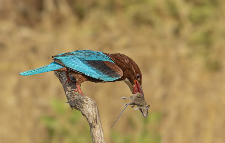 White-throated Kingfisher