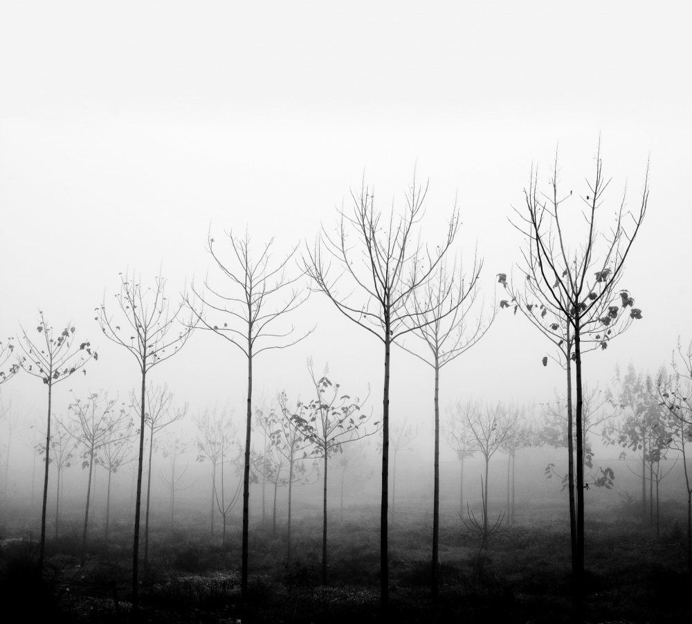 foggy day von Ilan Amihai