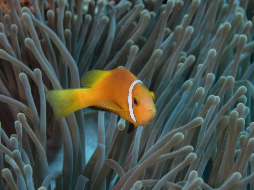 Amphiprion nigripes von Ilan Ben Tov