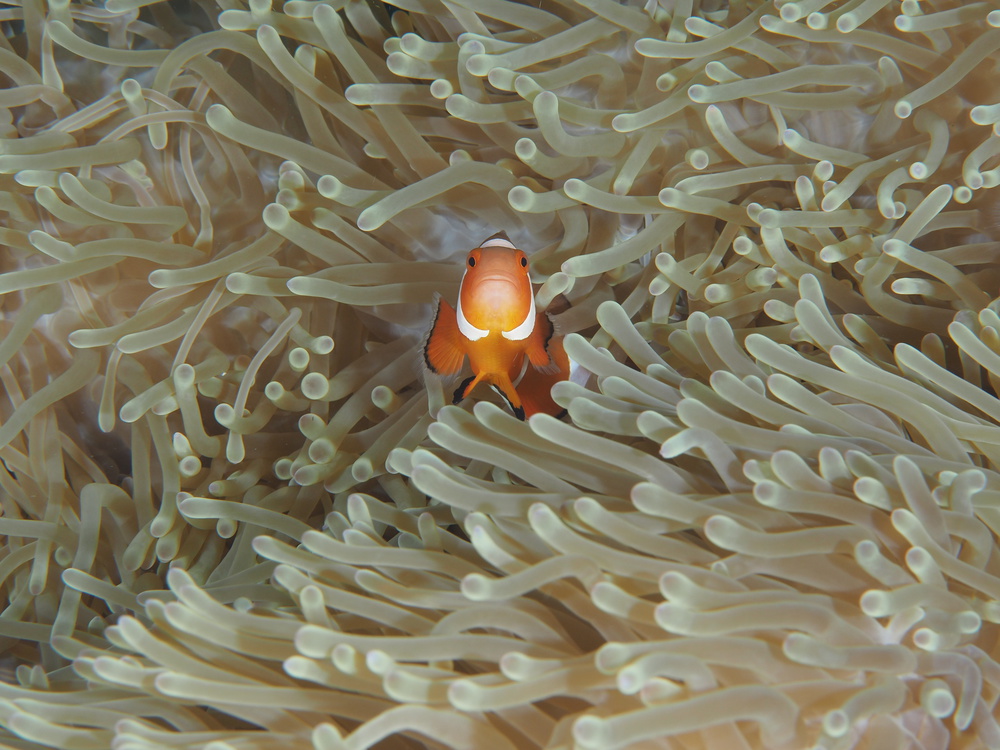 Amphiprion Ocellaris von Ilan Ben Tov