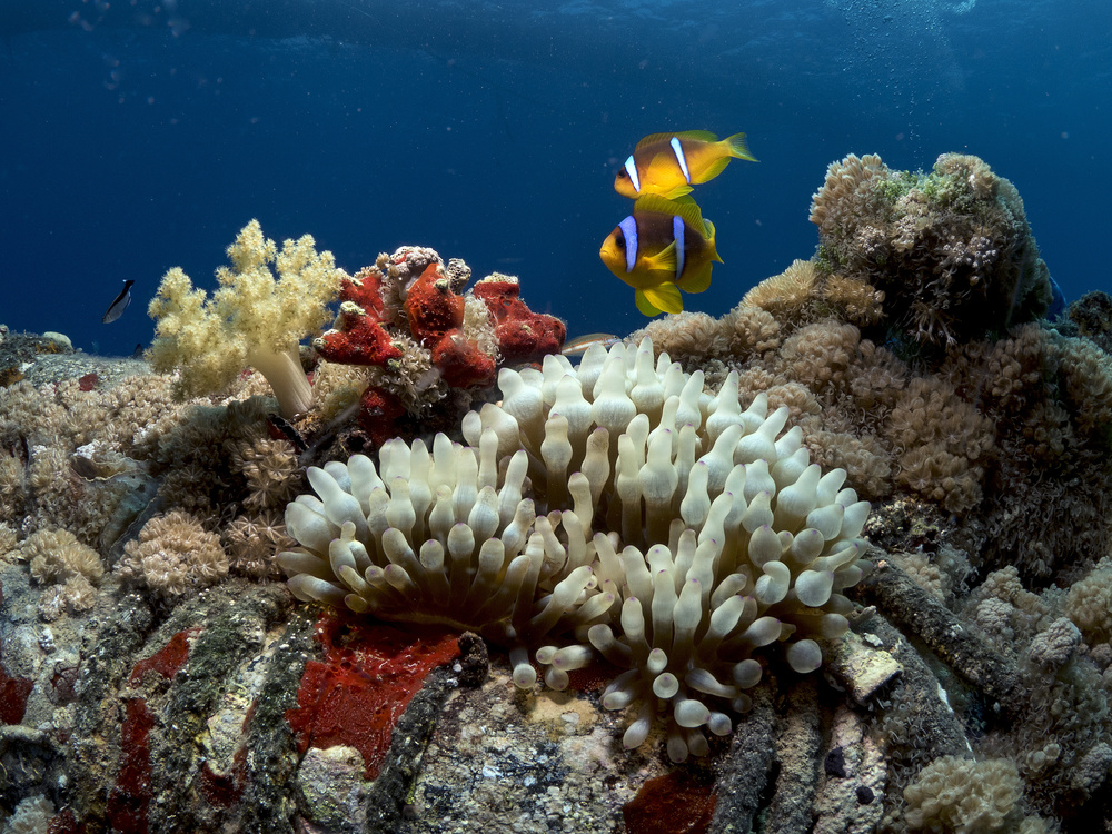 Anemone and Anemonefish von Ilan Ben Tov