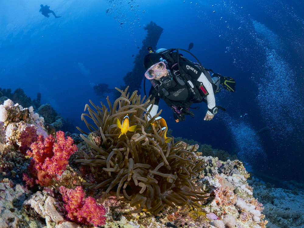 Anemone and a diver von Ilan Ben Tov