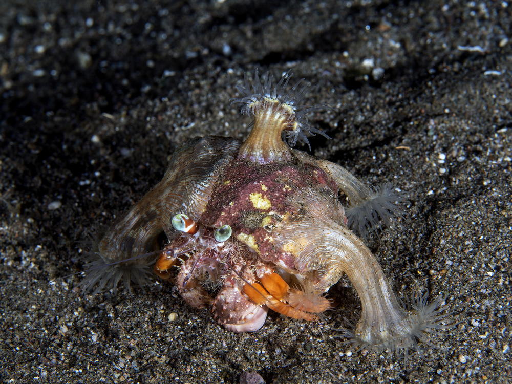 Anemone Hermit Crab (Dardanus pedunculatus) von Ilan Ben Tov