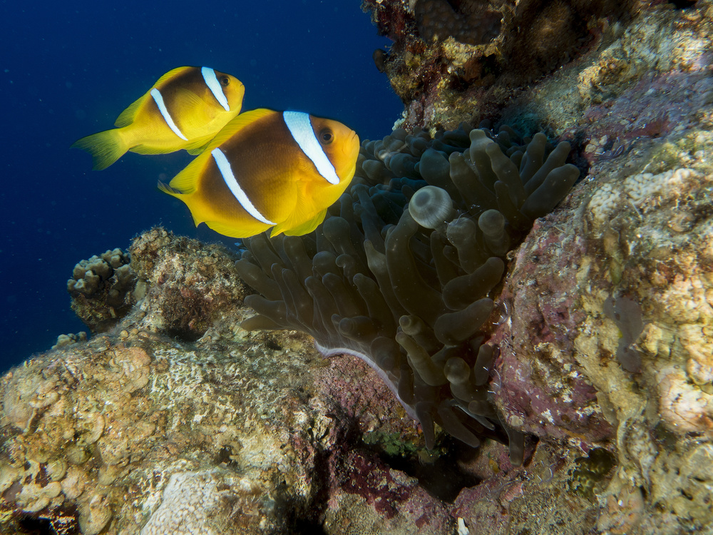 Anemonefish von Ilan Ben Tov