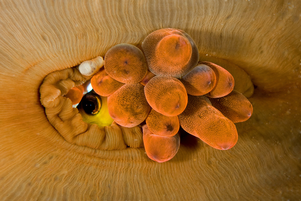 Eye of the Anemone von Ilan Ben Tov