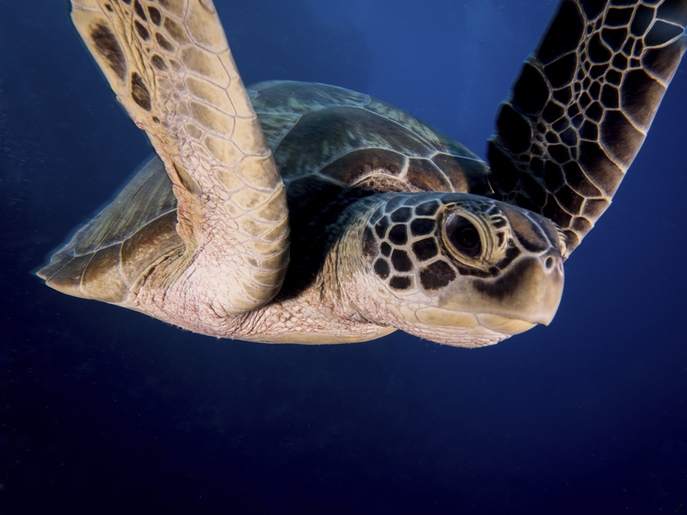 Encounter of the Turtle kind von Ilan Ben Tov