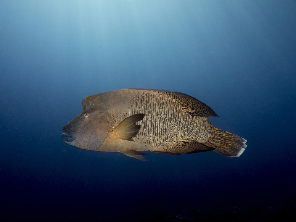 Humphead Wrasse von Ilan Ben Tov