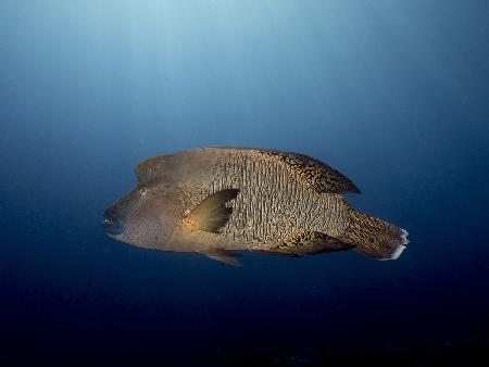 Humphead Wrasse