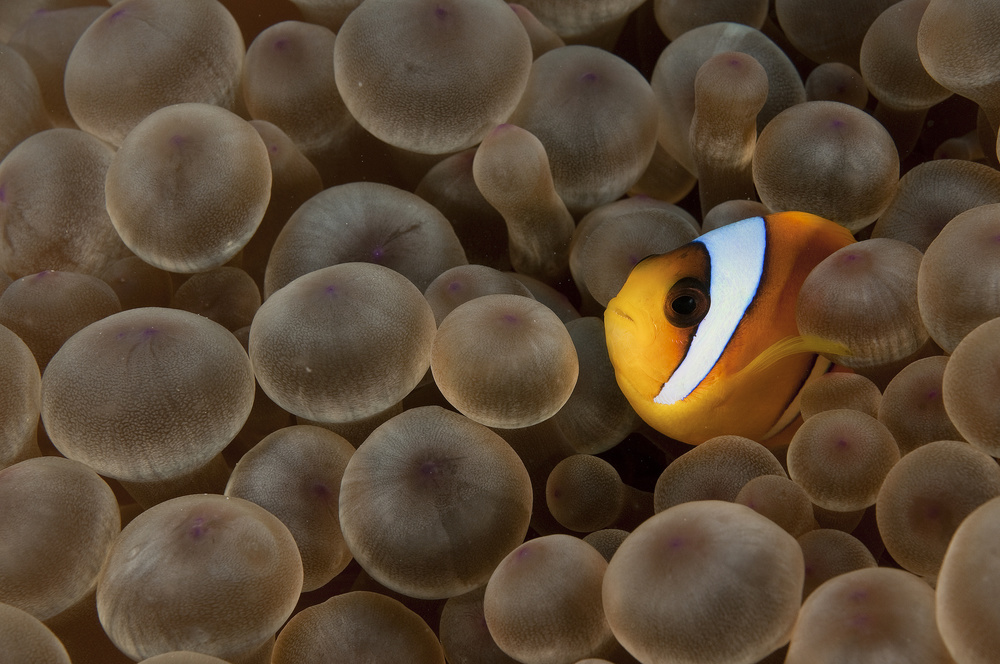 Clownfish von Ilan Ben Tov