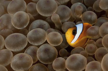 Clownfish