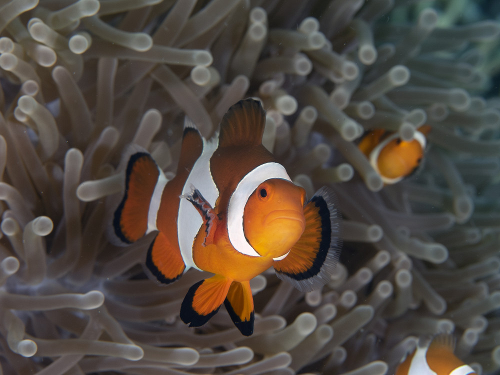 Clownfish von Ilan Ben Tov