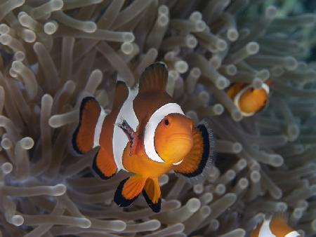 Clownfish