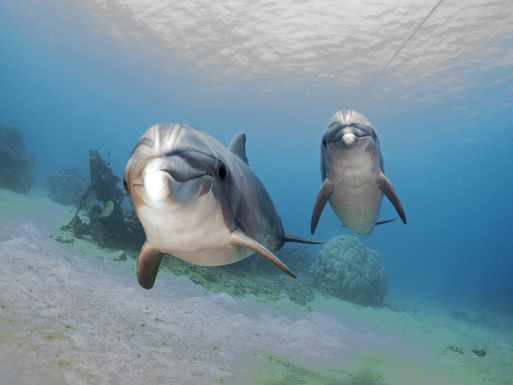 Dolphins von Ilan Ben Tov