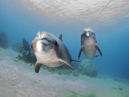 Dolphins