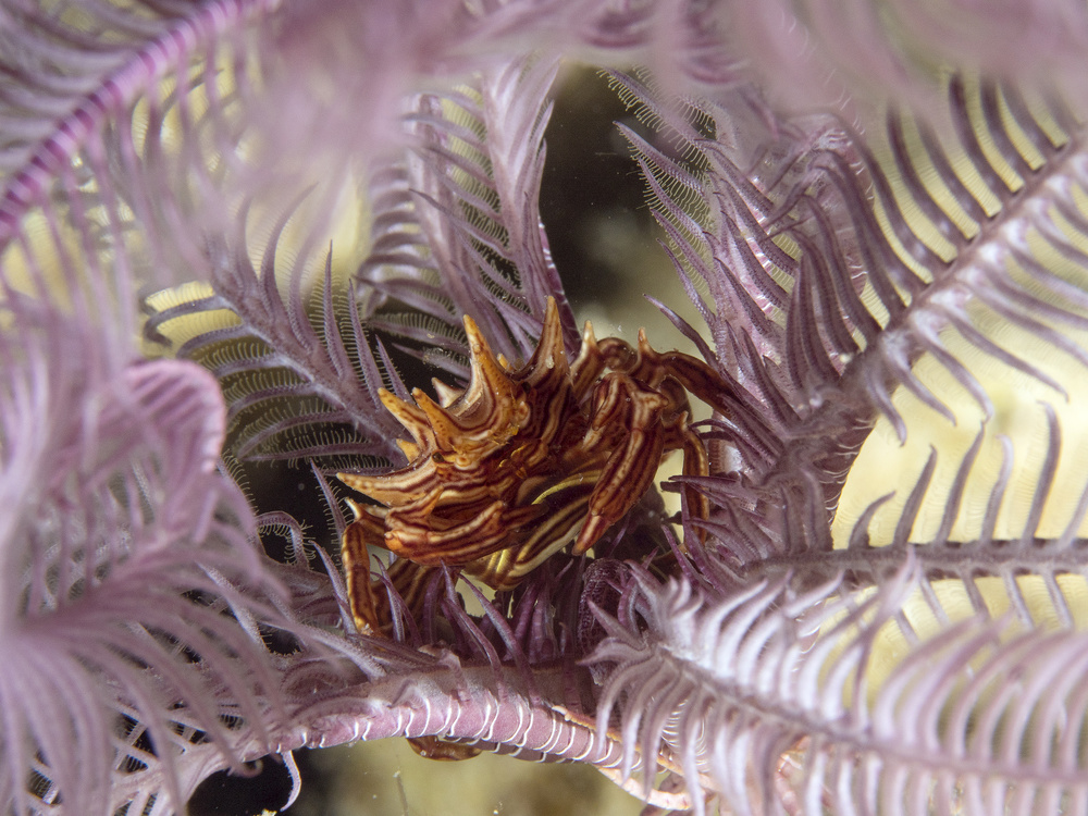 Feather Star Crab (Ceratocarcinus spinosus) von Ilan Ben Tov