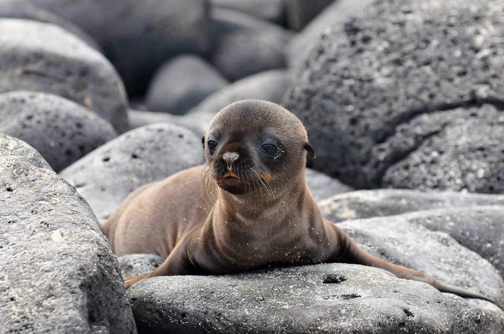 Galapagos Sea Lion pup von Ilan Ben Tov