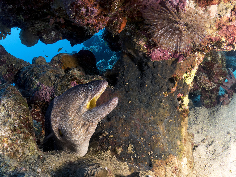 Yellow Mouth Moray Eel von Ilan Ben Tov