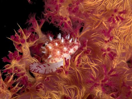 Ridged egg cowrie (Diminovula culmen) Nikon D300