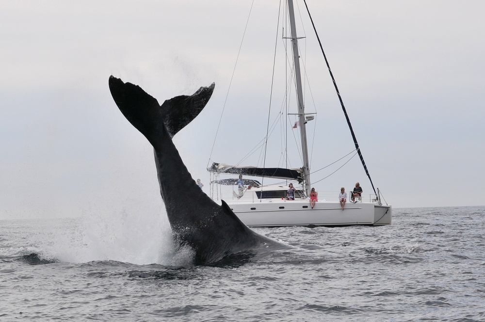 Tale of a whale von Ilan Ben Tov