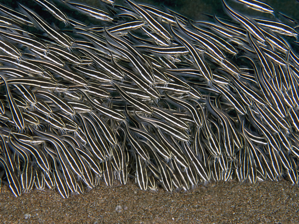 Striped Eel Catfish von Ilan Ben Tov