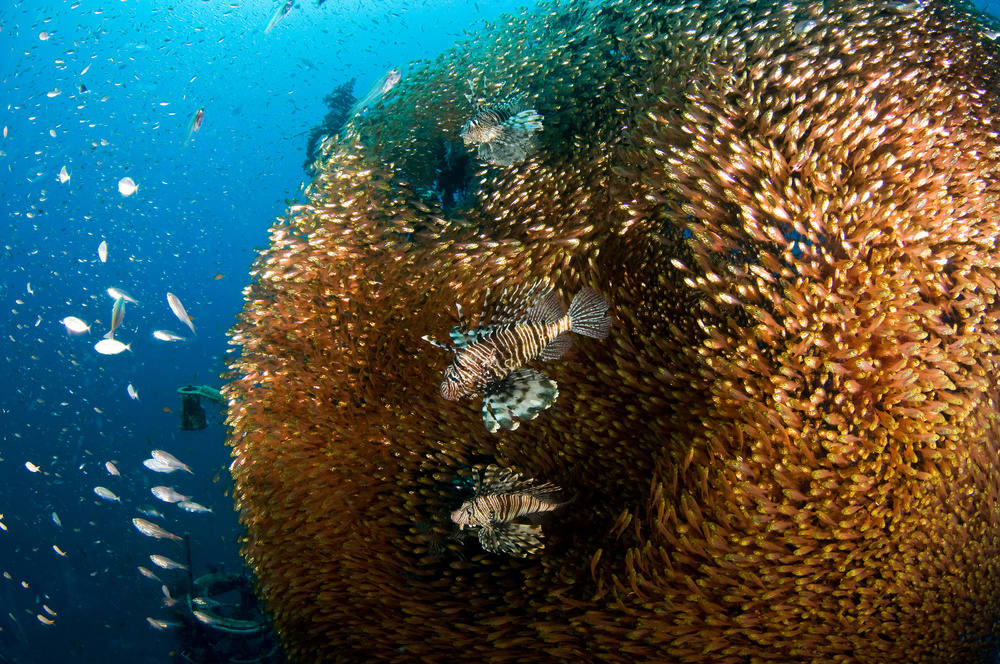 Glass and Lion Fish von Ilan Ben Tov